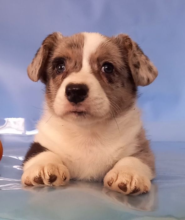 Мальчик  корги кардиган.