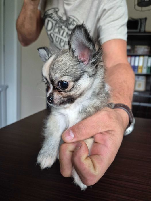 chihuahua długowłosa-piesek