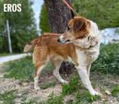 4 letni Eros, 17 kg, przyjazny adopcja za darmo oddam