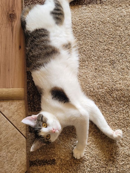 Zaginęła kotka Gdańsk Zakoniczyn