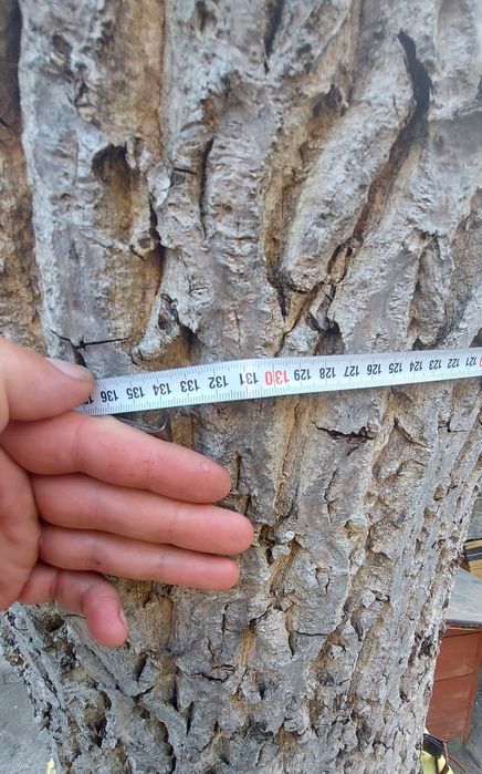 Стовбур горіха 8 шт діамтр різний самовивіз