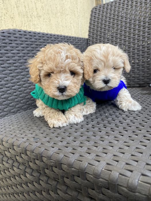 Карамельні міні мальтипу