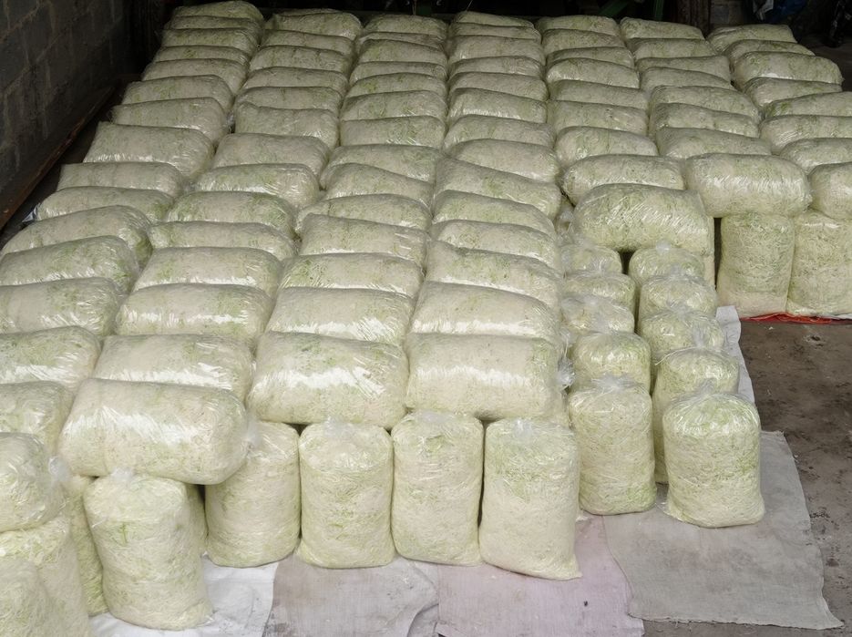 Kapusta szatkowana ,siekana Agresor,Kamienna głowa.