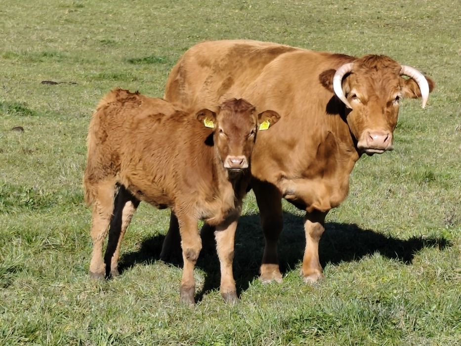 Sprzedam odsiadki LM 10szt jałówki