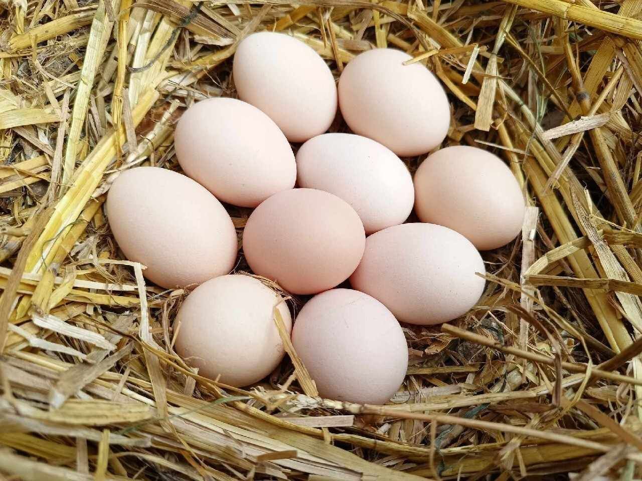 Wiejskie jajka świeże
