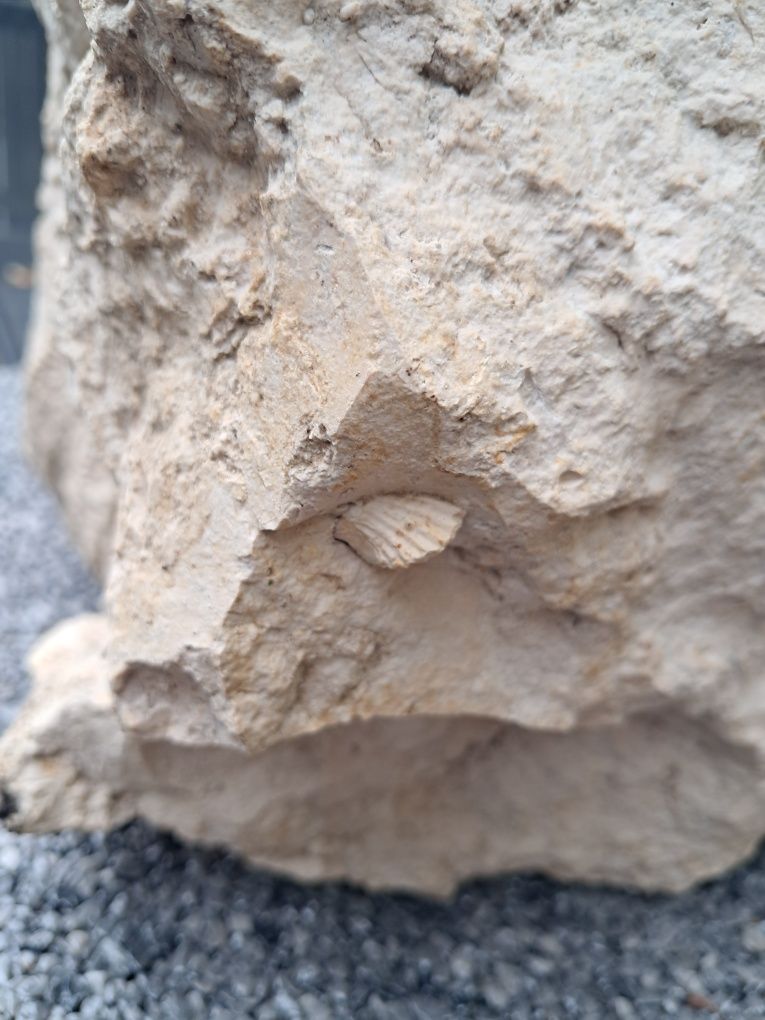 Skamieliny wapienne