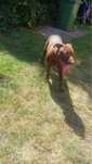 Pit Bull Red Nose