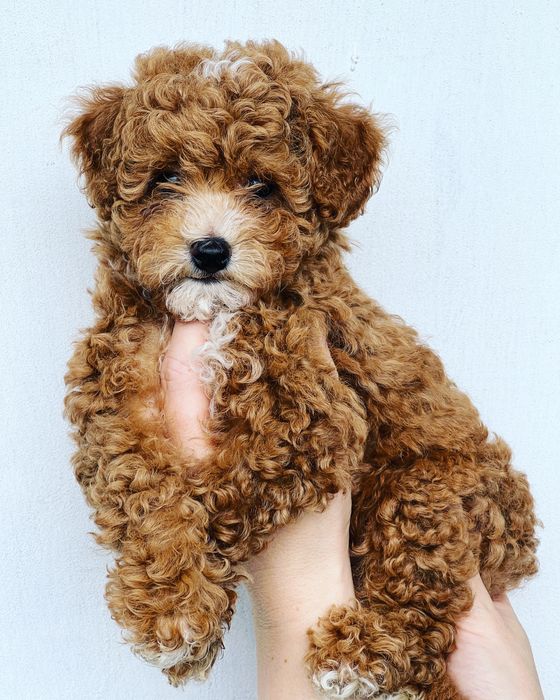Bichpoo/ Poochon ( Maltipoo, Cavapoo)