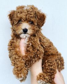 Bichpoo/ Poochon ( Maltipoo, Toy)