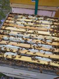 Sprzeda przezimowane rodziny pszczele na ramce wielkopolskiej pszczoły