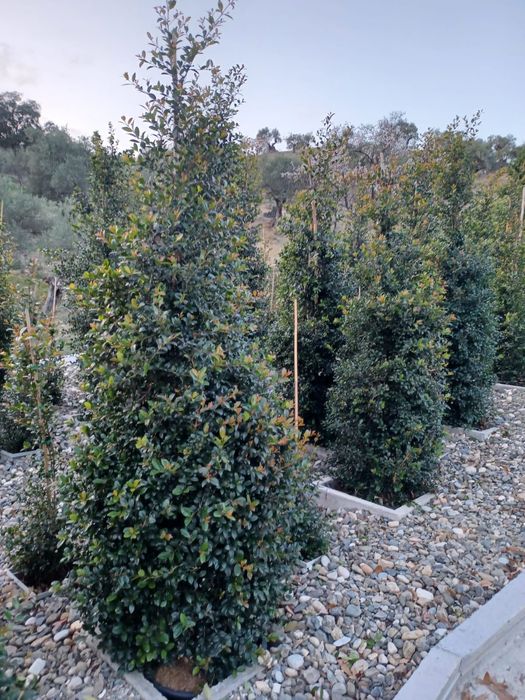 eugenia myrtifolia newport e Melaleuca para sebe para sebe