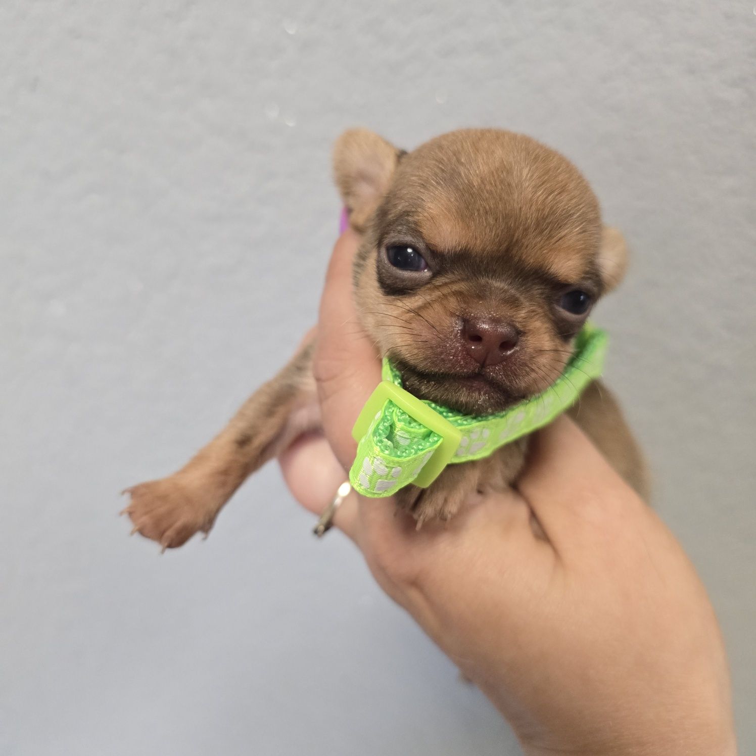 Chihuahua samiec sable