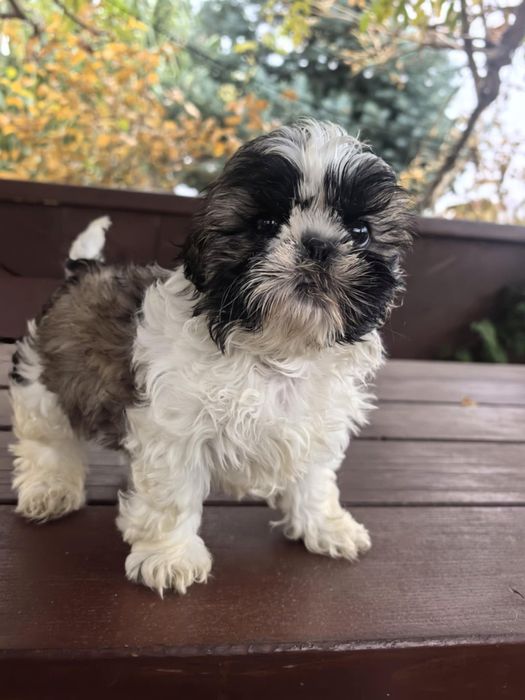 Śliczny piesek shih TZU