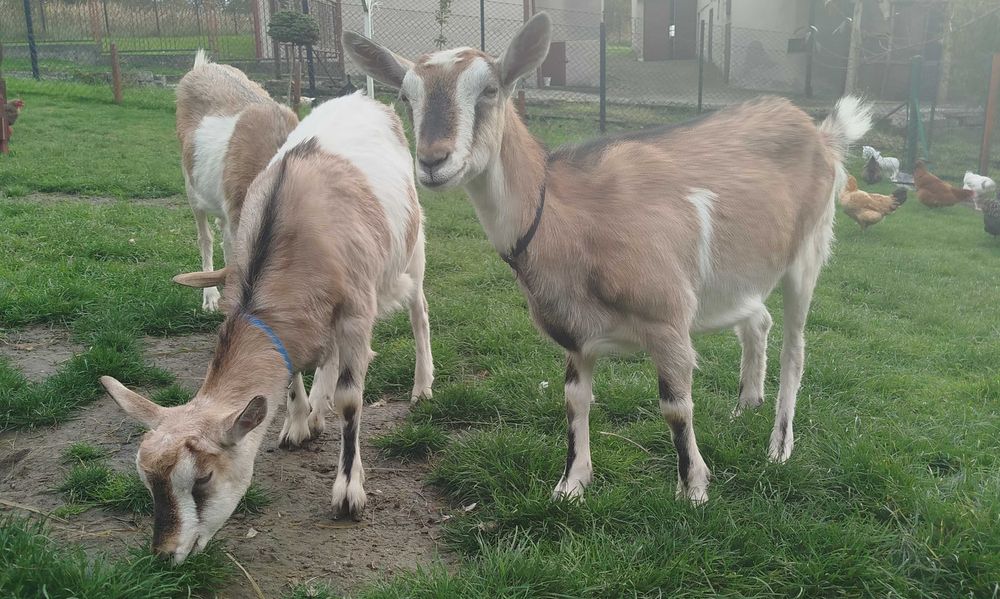 Sprzedam kozy młode