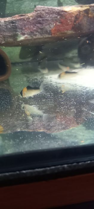 Sprzedam kirysy adolfa