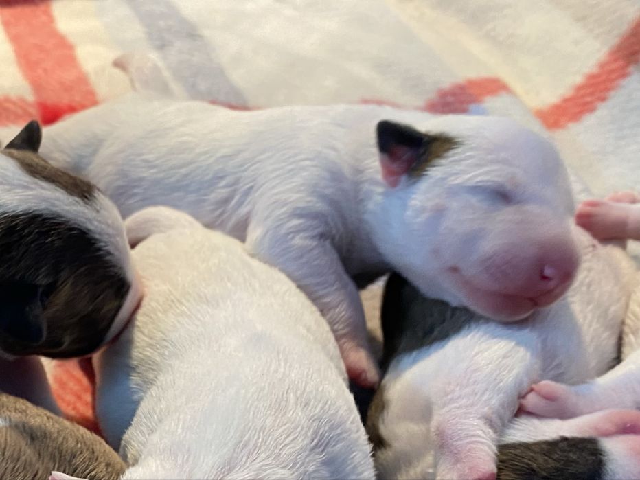 Bulterier Miniaturowy 4xclear BAER+/+ ZKwP/FCI