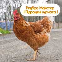 Продаж місячних курчат Редбро Майстер !