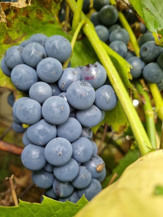 winogrono ciemne