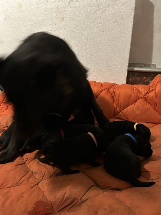 Цуценята німецької вічарки чорні