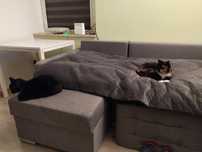 Jagódka i Molly potrzebują nowego domu