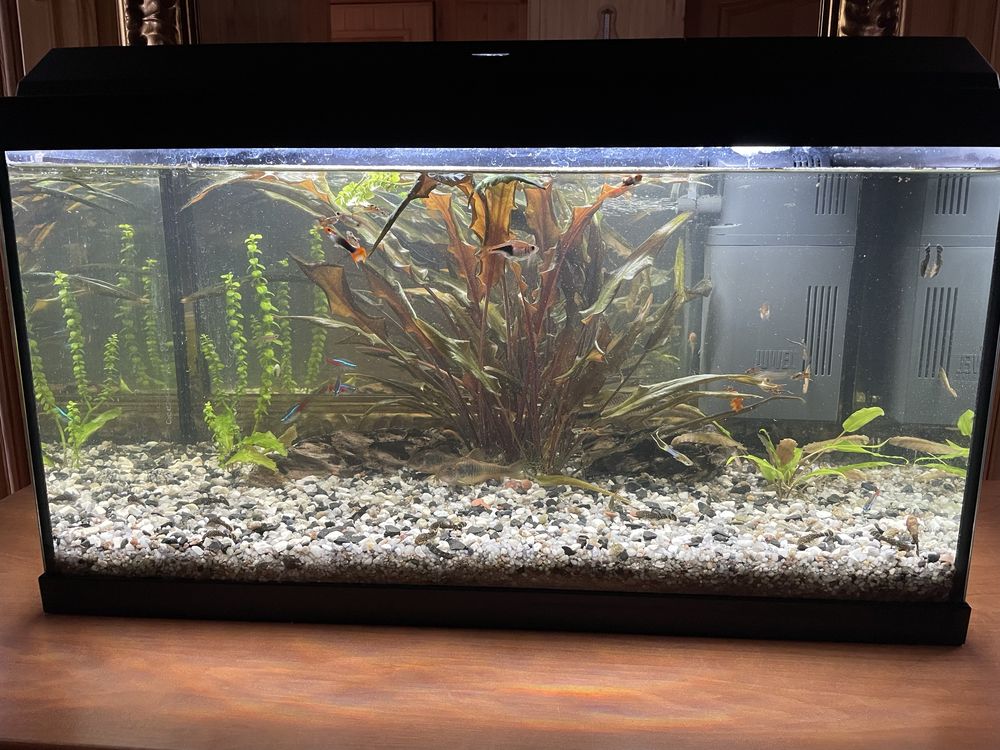 Akwarium Juwel 60l plus wyposażenie