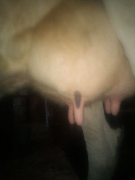 Продам молоду добру корову