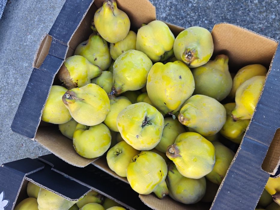 Pigwa gruszkowa z własnego ogrodu na soki nalewki galaretki