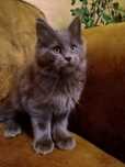 Maine coon kocurki