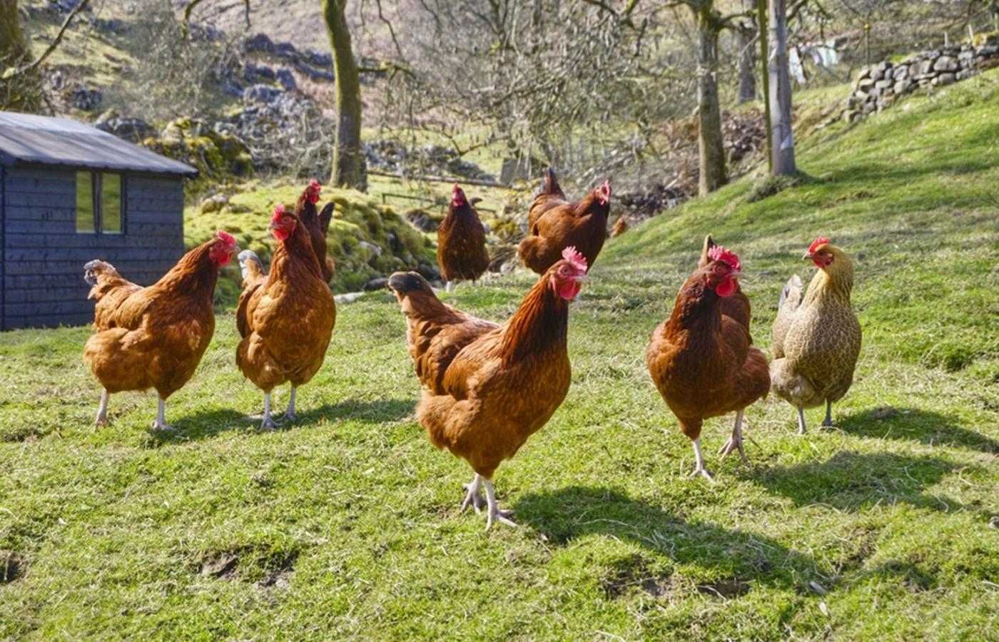 Jajka wiejskie, jajka ekologiczne z wolnego wybiegu