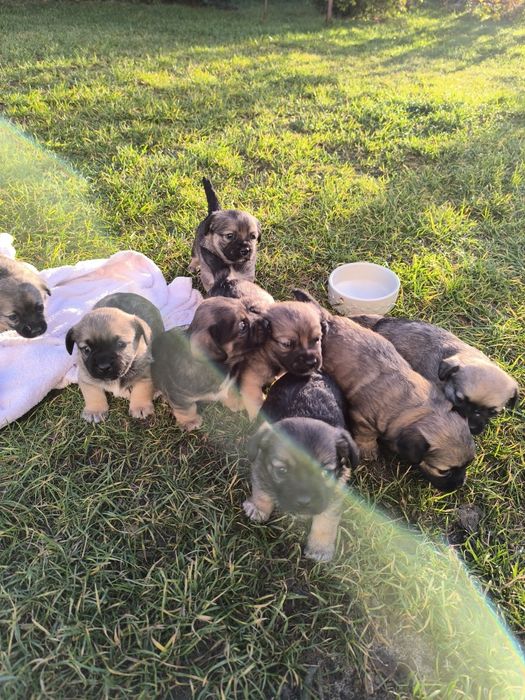 Zostały dwa pieski  za darmo. Piesek i suczka