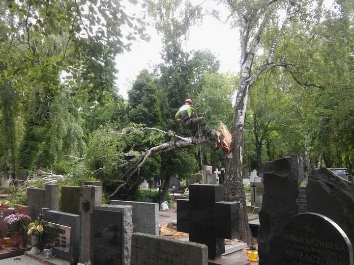 Wycinka drzew metodą alpinistyczną