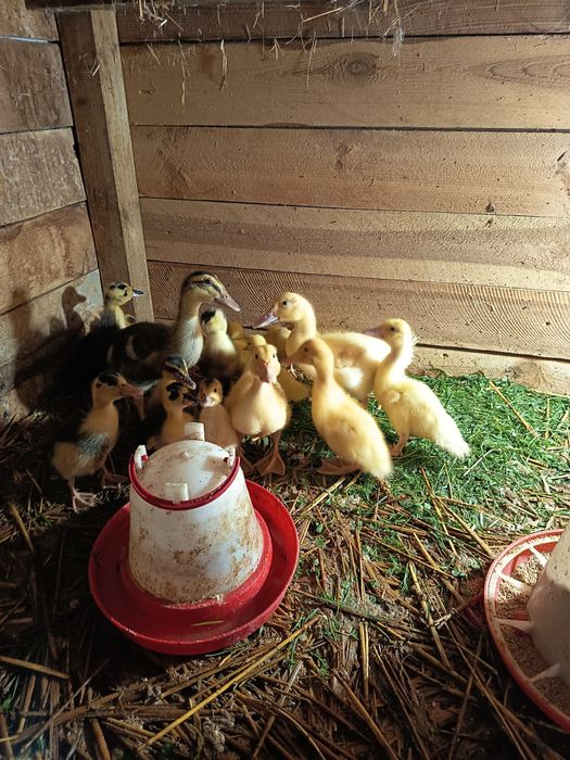 Kaczki biegusy, dworki, staropolskie, khaki