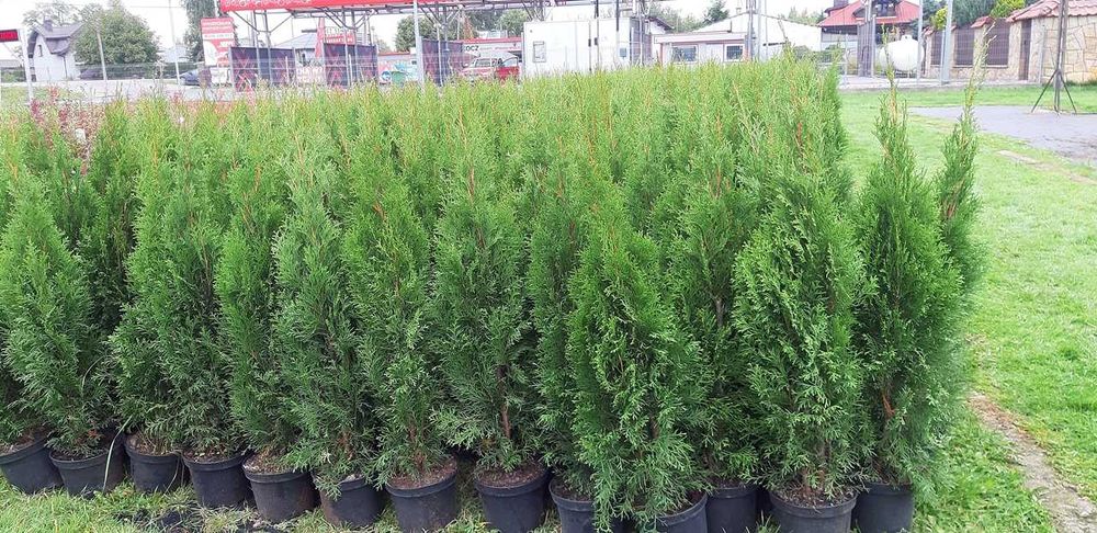 Tuja Szmaragd Szmaragdowa Tuje Szmaragdy 90 CM Wys hodowane w doniczce