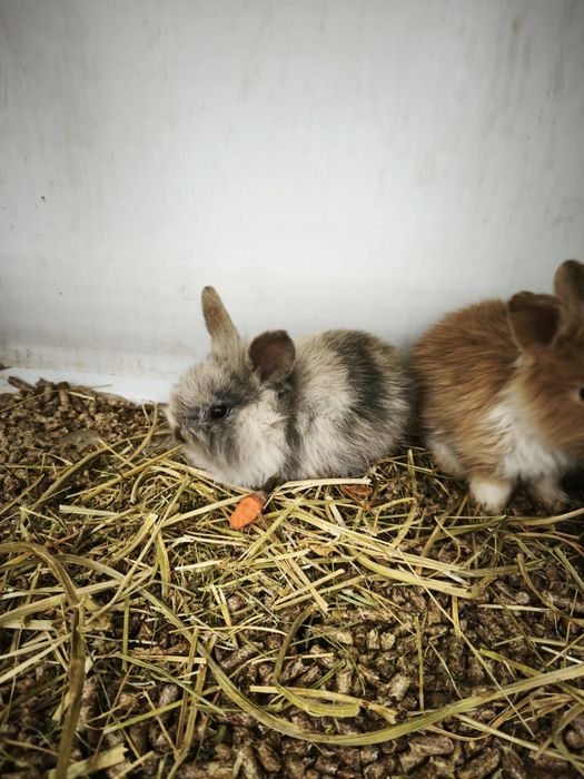 Декоративні кролики