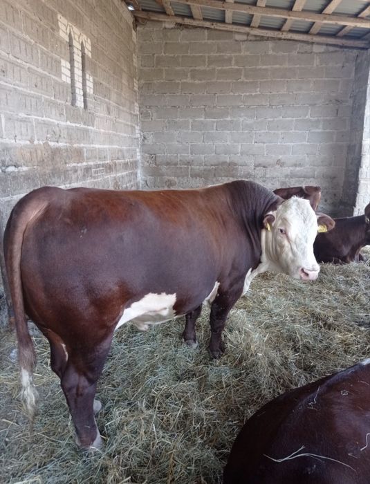 Byki Hereford Rozpłodniki