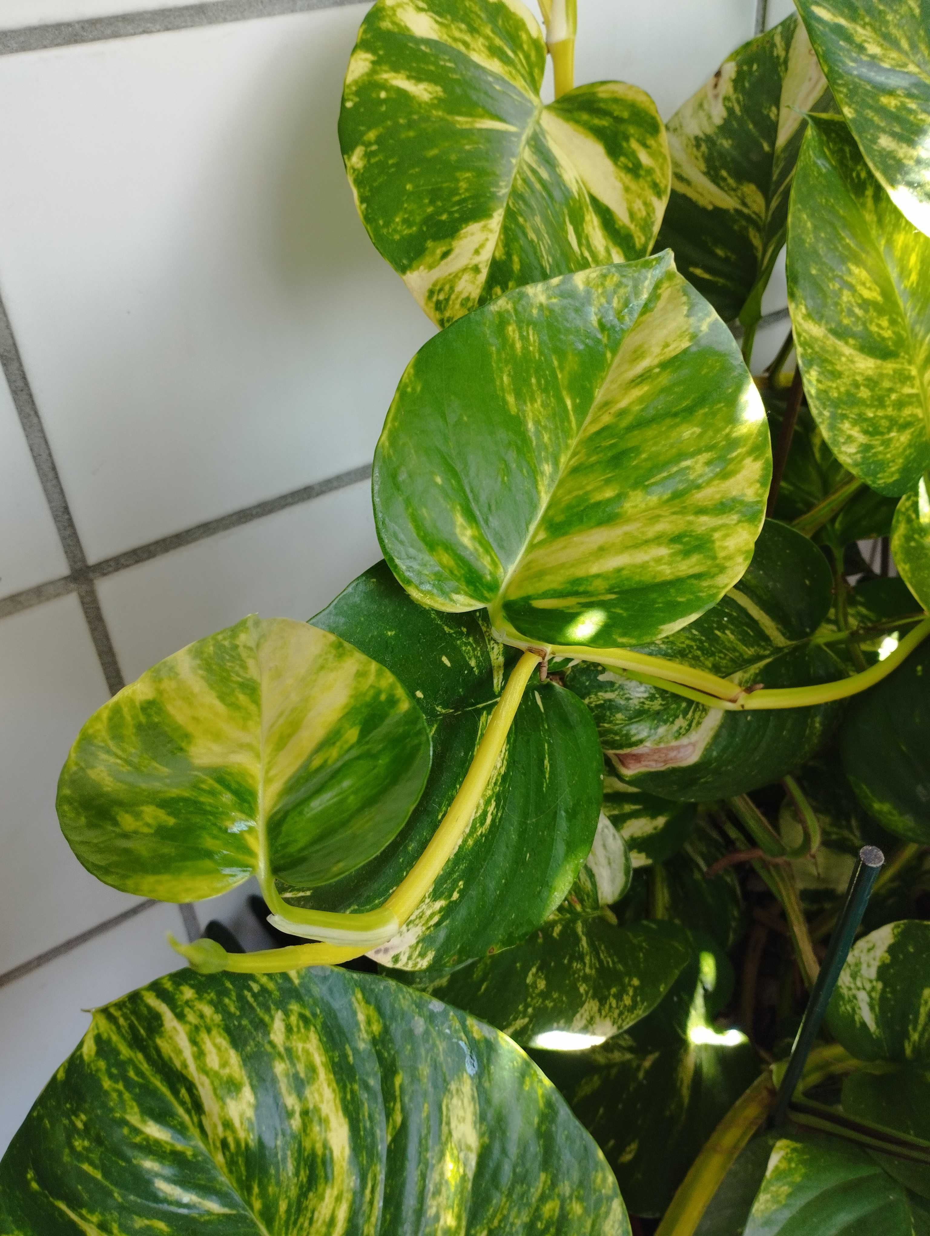 Planta em Vaso Jiboia