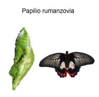 Живые бабочки и куколки бабочек