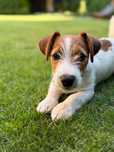 Jack Russell Terrier  # S M A R T I E * J  A C K S # rodzice FCI/ ZKwP