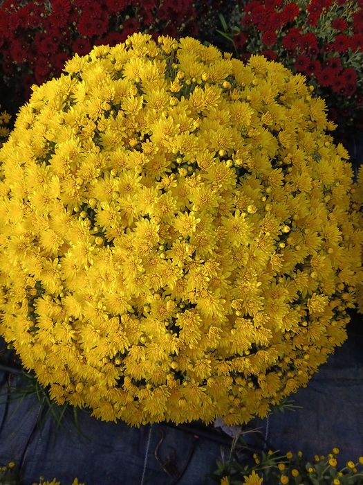 Chryzantemy drobnokwiatowe