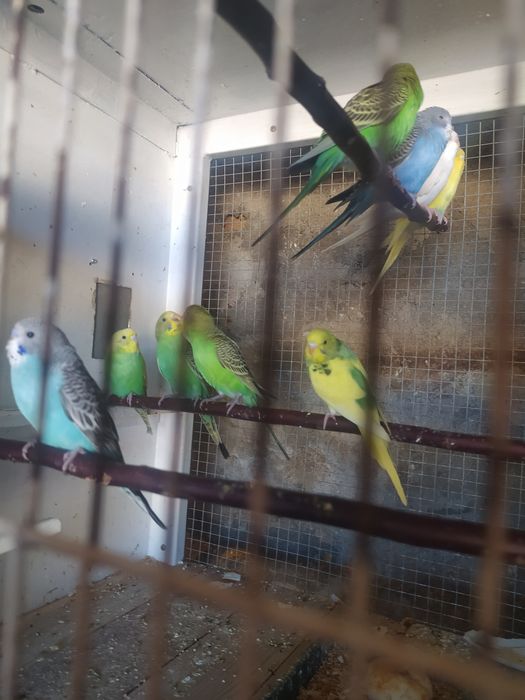 Periquitos australianos