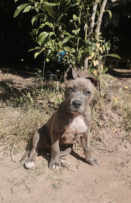 Cadelinha 8 meses para adocao,  bully mix