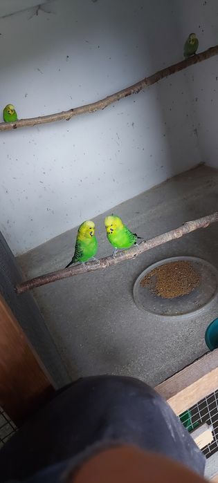 Papuga falista samiec