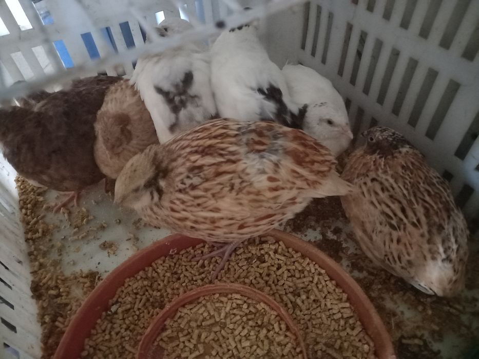 Codornizes de várias cores