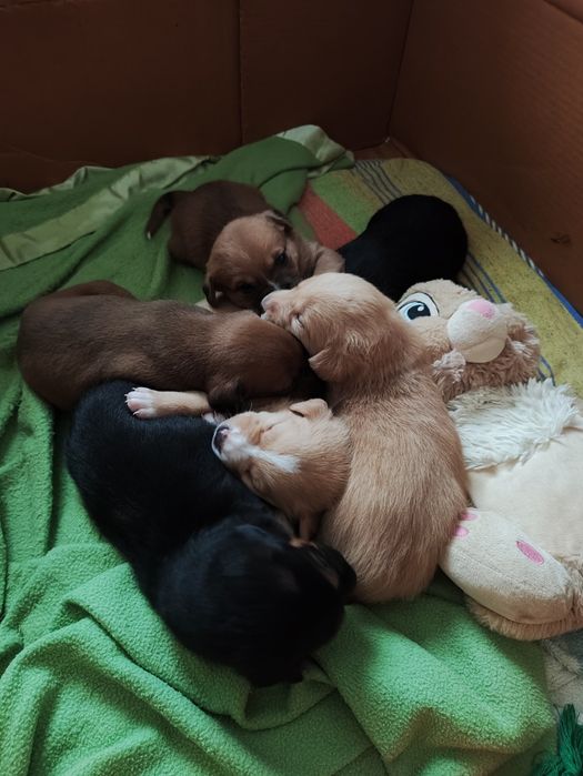 Cães bebé para adopção responsavel