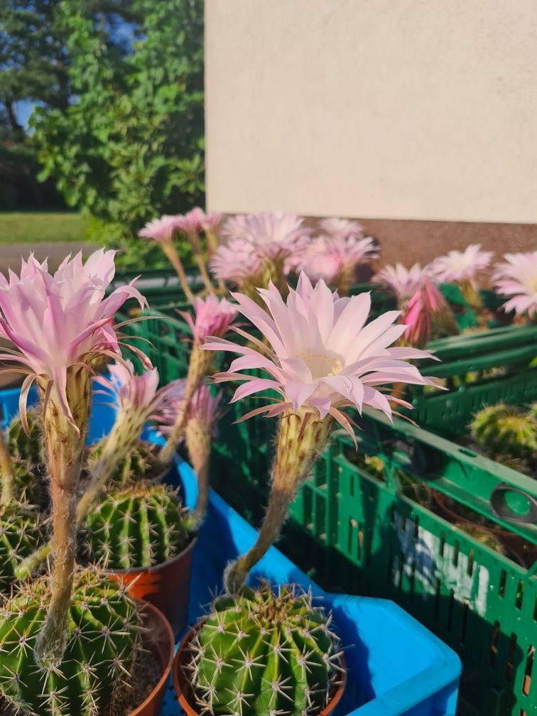 Kwitnący kaktus Echinopsis