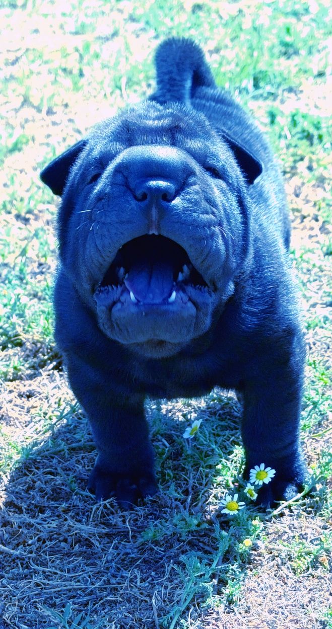 Shar pei.. bebe shar pei LOP Pedigree