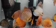 GB Dyskowce mix 14 kolorów 4cm-25zł PROMOCJA