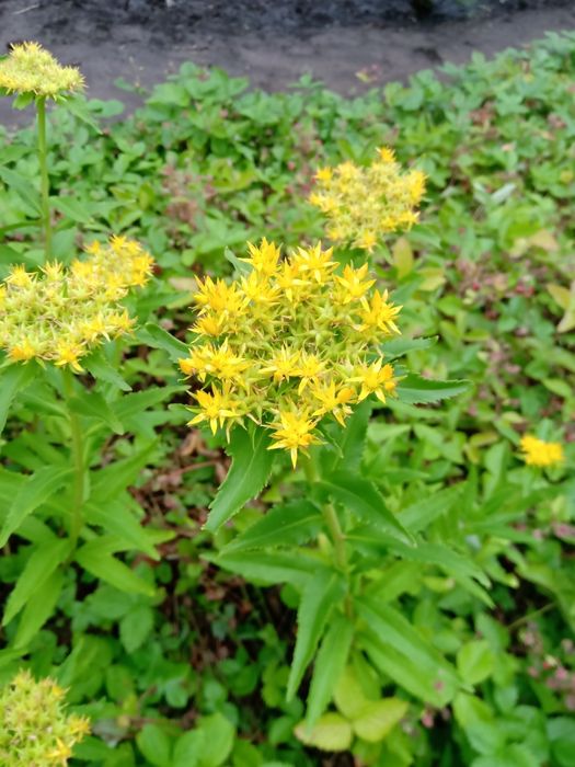 Лілія, хризантема, очиток, брунера