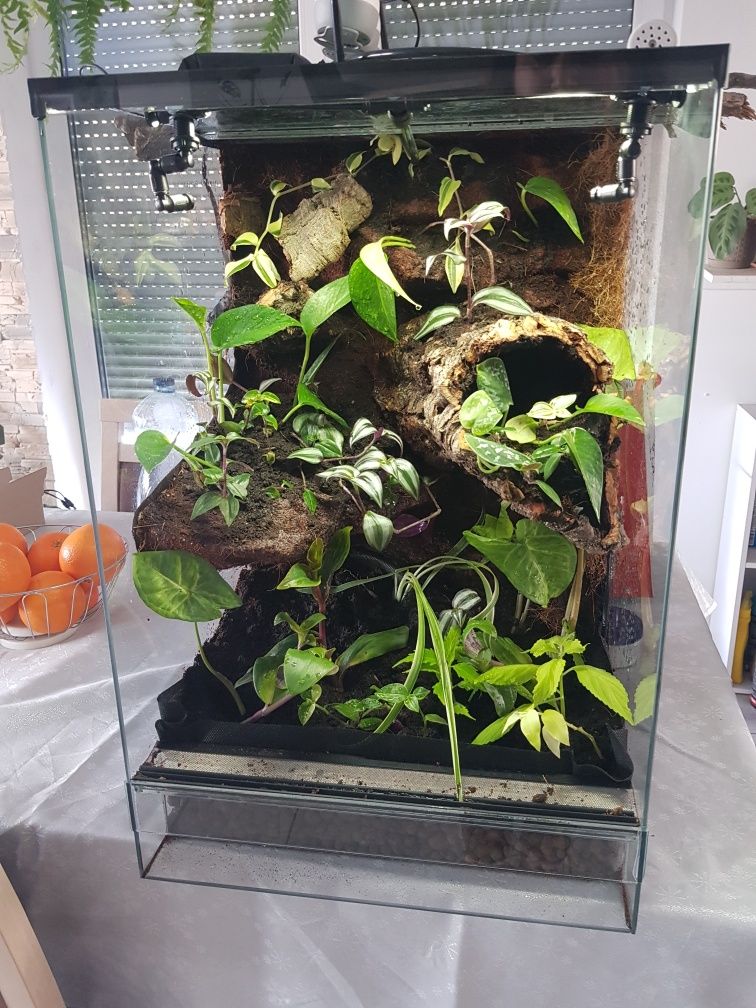 Terrarium tropikalne gekon jaszczurka