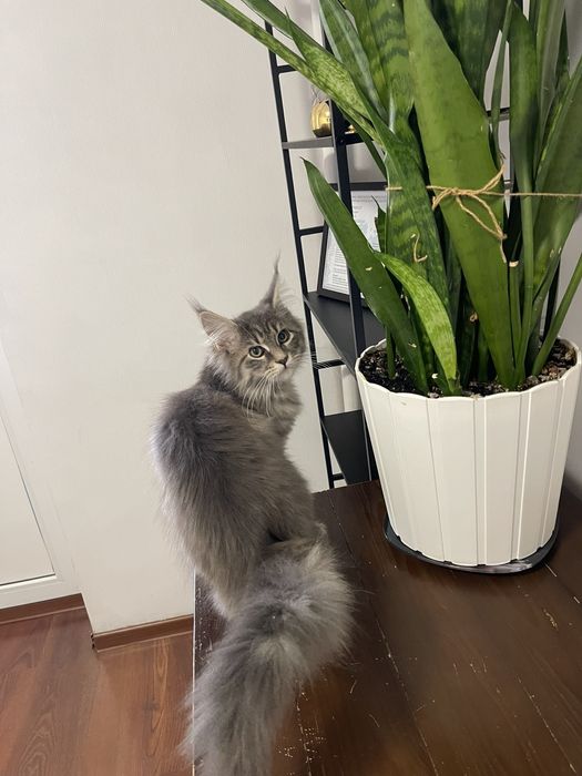 Мейн-Кун  дівчинка сріблястий таббі